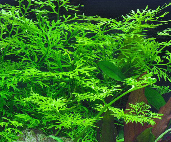 Ceratopteris Thalictroides