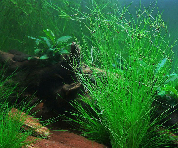 Eleochris eleocharis vivipara al