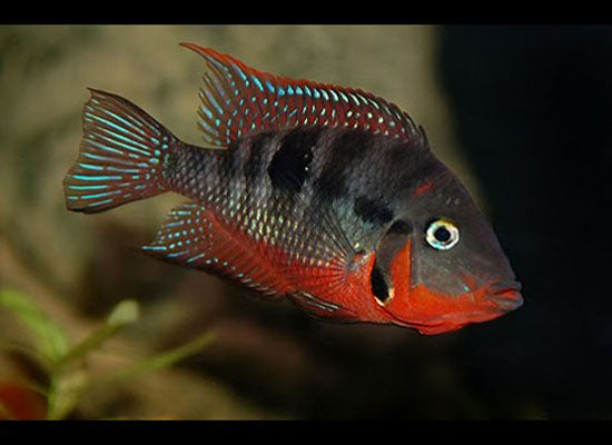 FIREMOUTH CICHLID