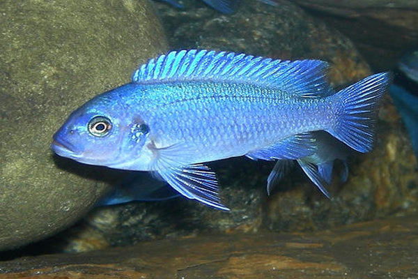 POWDER BLUE CICHLID