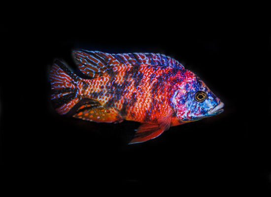 REDBIRD PEACOCK CICHLID