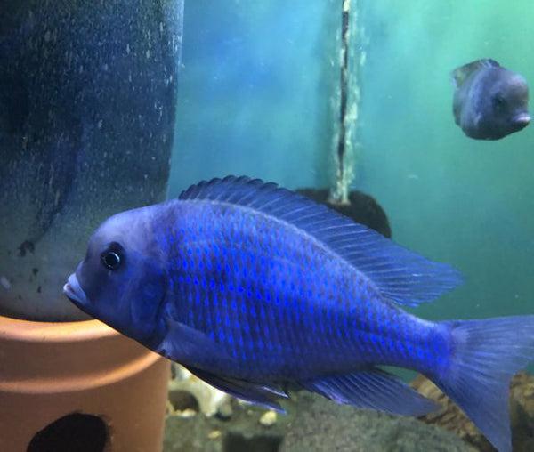 BLUE DOLHPIN 3-4 INCH