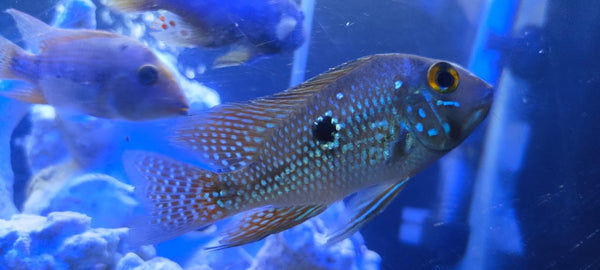 Geophagus brasiliensis 2-3 INCH