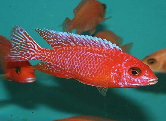 STRAWBERRY CICHLID