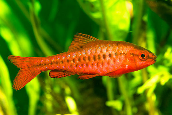CHERRY BARB