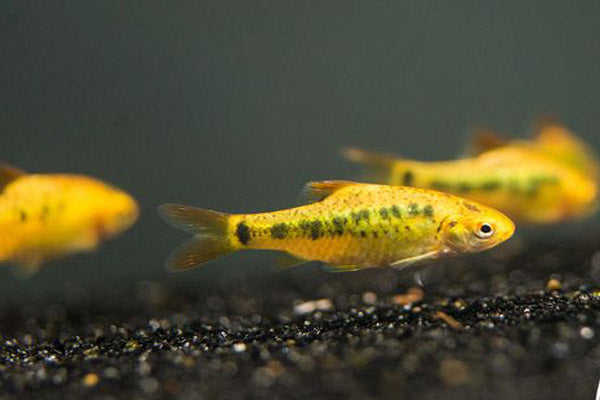 GOLDEN BARB