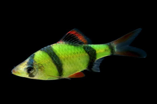 GREEN TIGER BARB