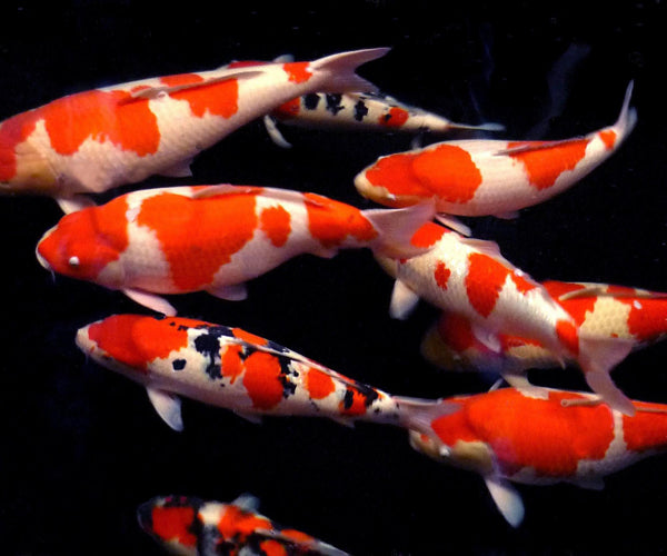 JAPANESE KOI