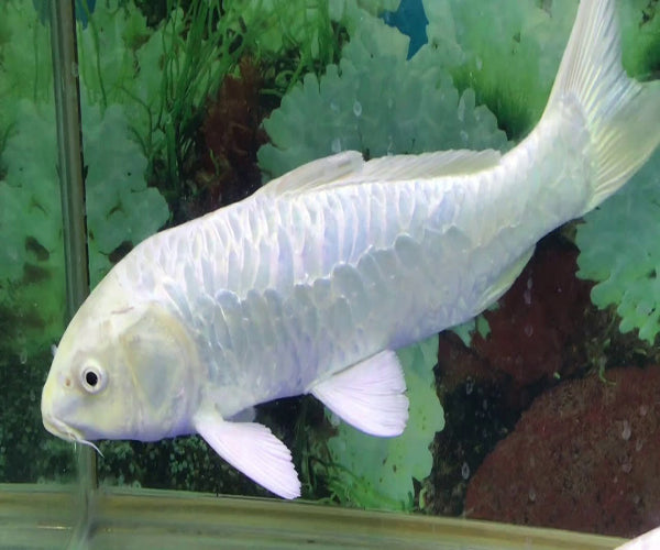 MILKY WHITE KOI CARP