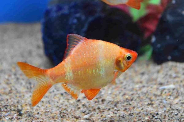 ALBINO TIGER BARB