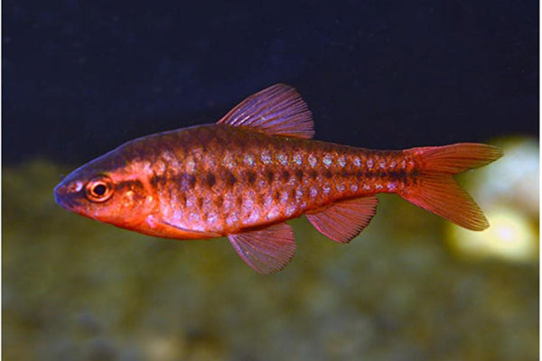 IMPORTED BLOODLINE CHERRY BARB