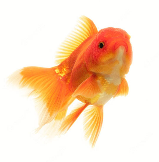 Gold Fish