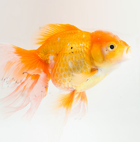 ORANDA GOLD