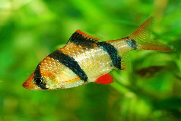 TIGER BARB