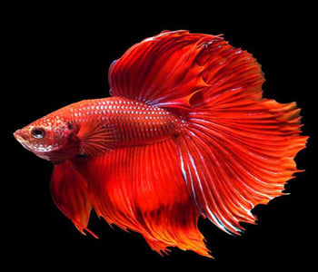 FULL MOON RED BETTA