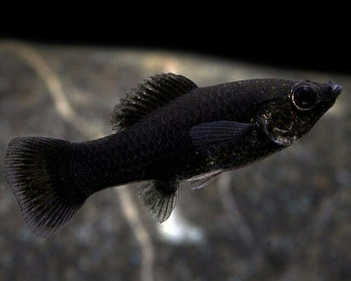 BLACK MOLLY