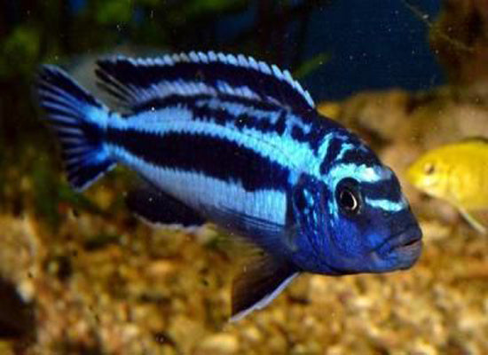 BLUE JOHANI CICHLID