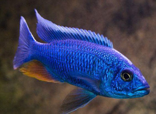 ELECTRIC BLUE CICHLID