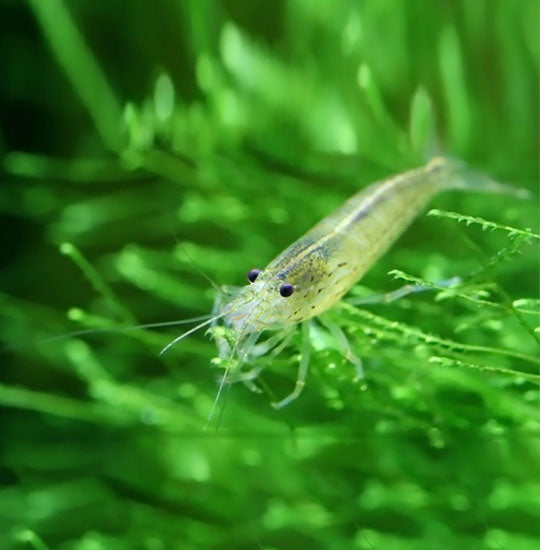 GHOST SHRIMP