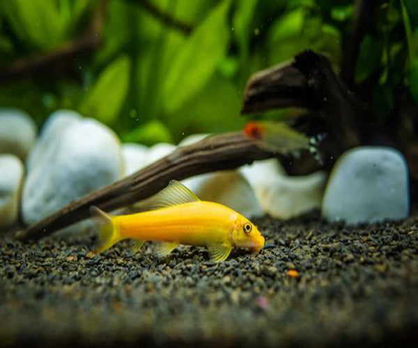 GOLDEN ALGAE EATERS