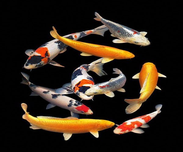 MIXED COLOUR KOI