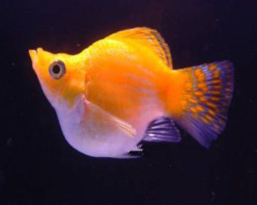 ORANGE BALLON MOLLY