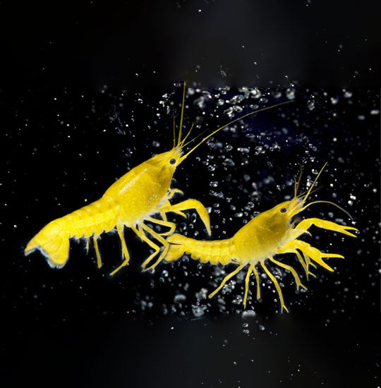 YELLOW SHRIMP
