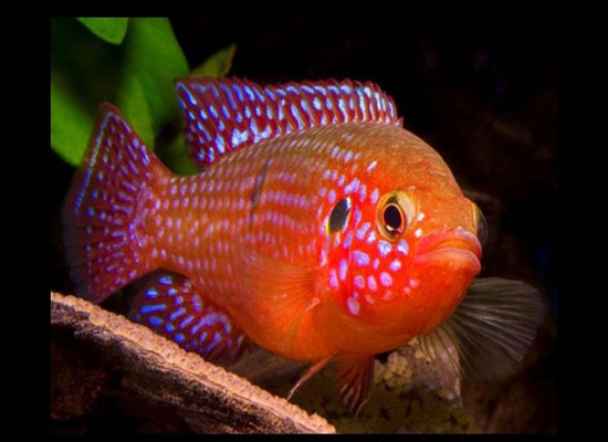 JEWEL CICHLID