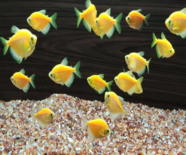 YELLOW WIDOW TETRA