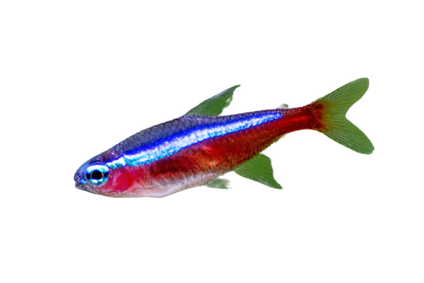 Cardinal tetra
