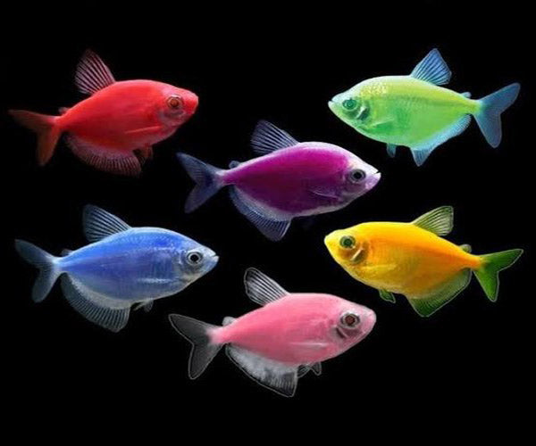 PURPLE WIDOW TETRA