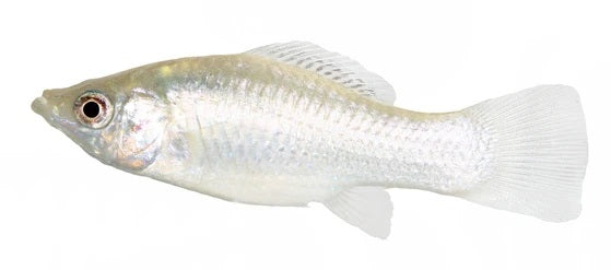 WHITE MOLLY