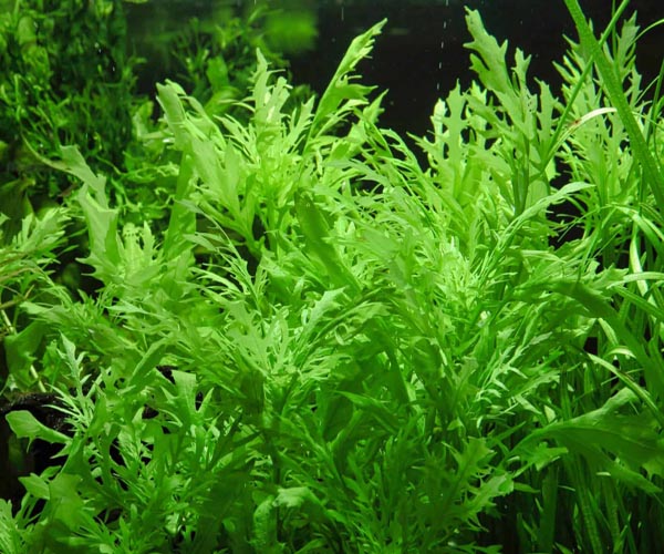Hygrophila Difformis C