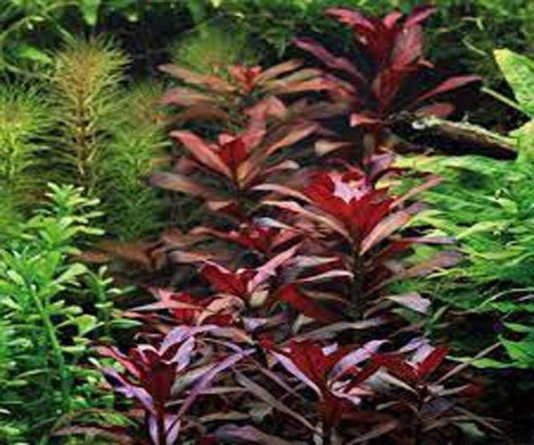 Ludwigia Glandulosa Perennis