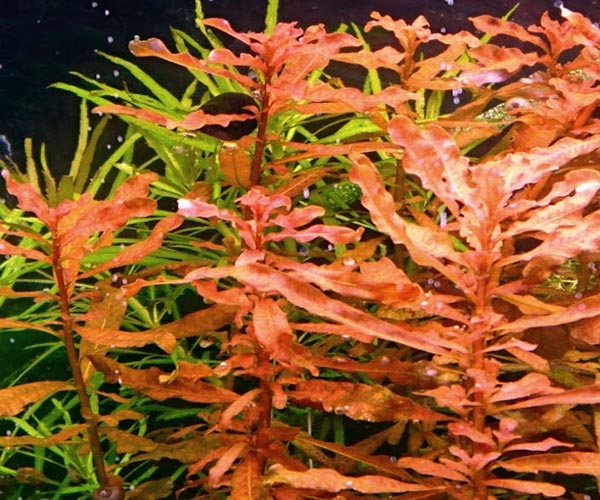 Ludwigia inclinata Aq
