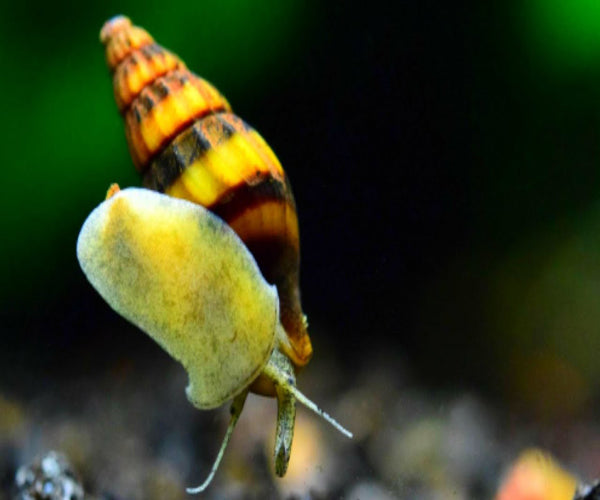 ASSASIN SNAIL