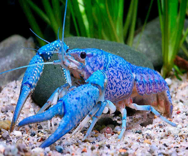 BLUE LOBSTER