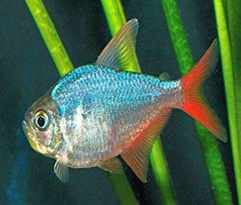 COLUMBIAN TETRA