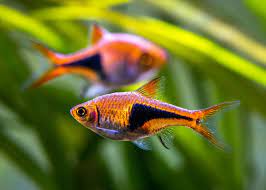 ESPEE RASBORA