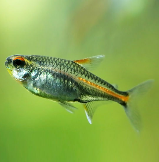 GLOW LIGHT TETRA