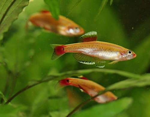 MOUNTAIN MINNOW TETRA
