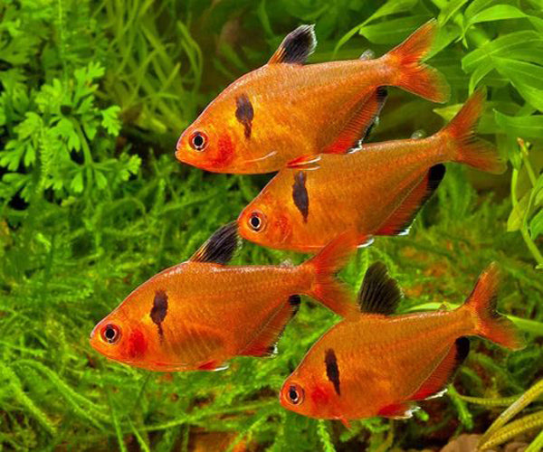 Serpae tetra