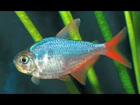 Columbian asian tetra