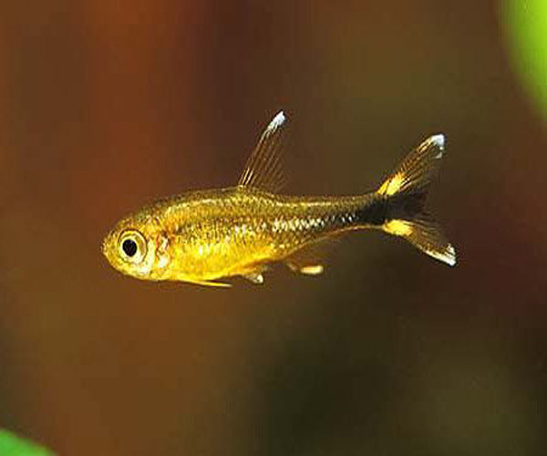 COPPER TETRA