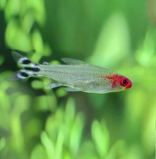 RUMMYNOSE TETRA