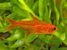 EMBER TETRA