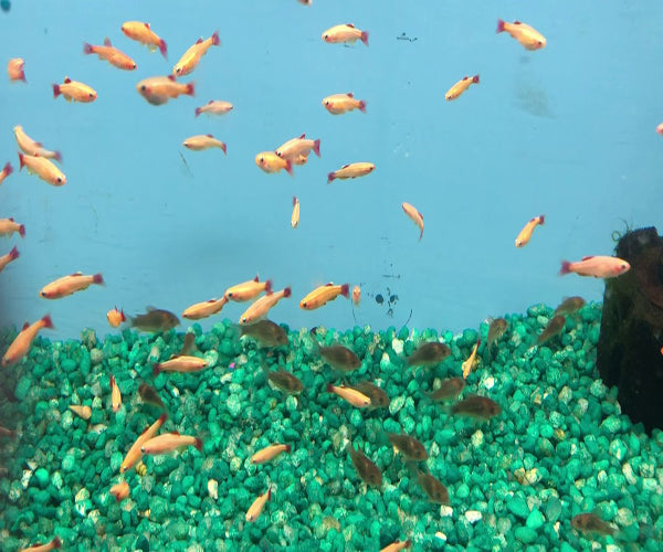 GOLD WHITE CLOUD MOUNTAIN MINNOW TETRA