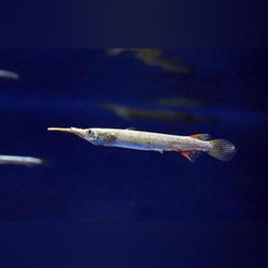 HALF BEAK TETRA