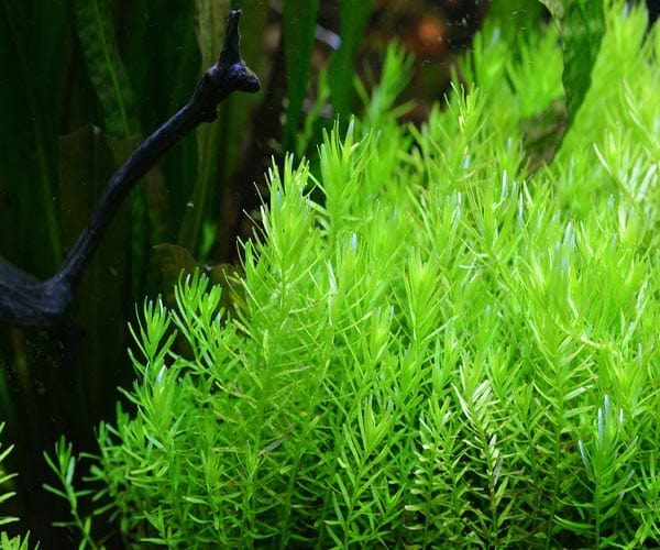Rotala Green Mint