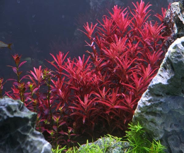 Rotala Rotundifolia Twilght A
